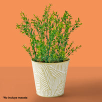 Art.5174 Follaje De Plástico Fino 44cm 1pz
