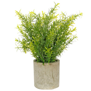 Art.10573 Planta Grd 19cm Base Fina