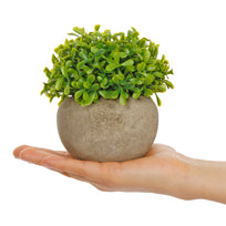 Art.10578 Planta Grande Redonda Base Fina 12cm 1pz