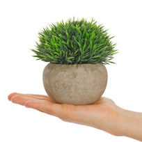 Art.10579 Planta Grande  Redonda  Base Fina 12cm 1pz