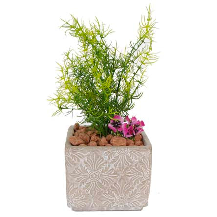 Base De Cemento Con Orquídeas Lavanda