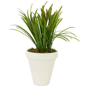 Maceta Con Plantita